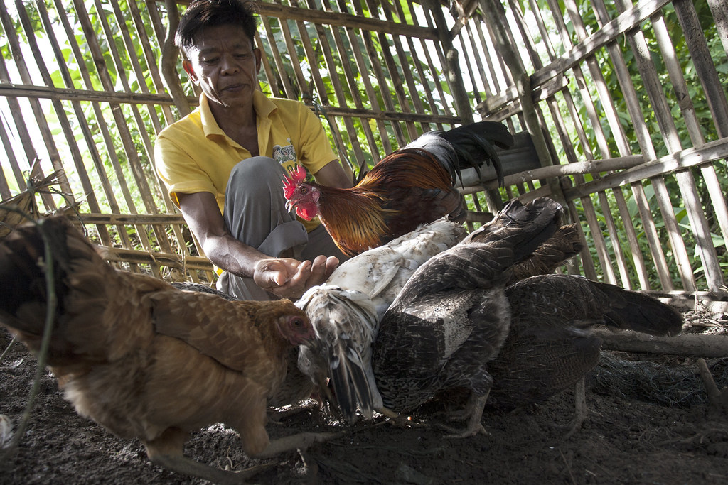 Poultry Health and Nutrition