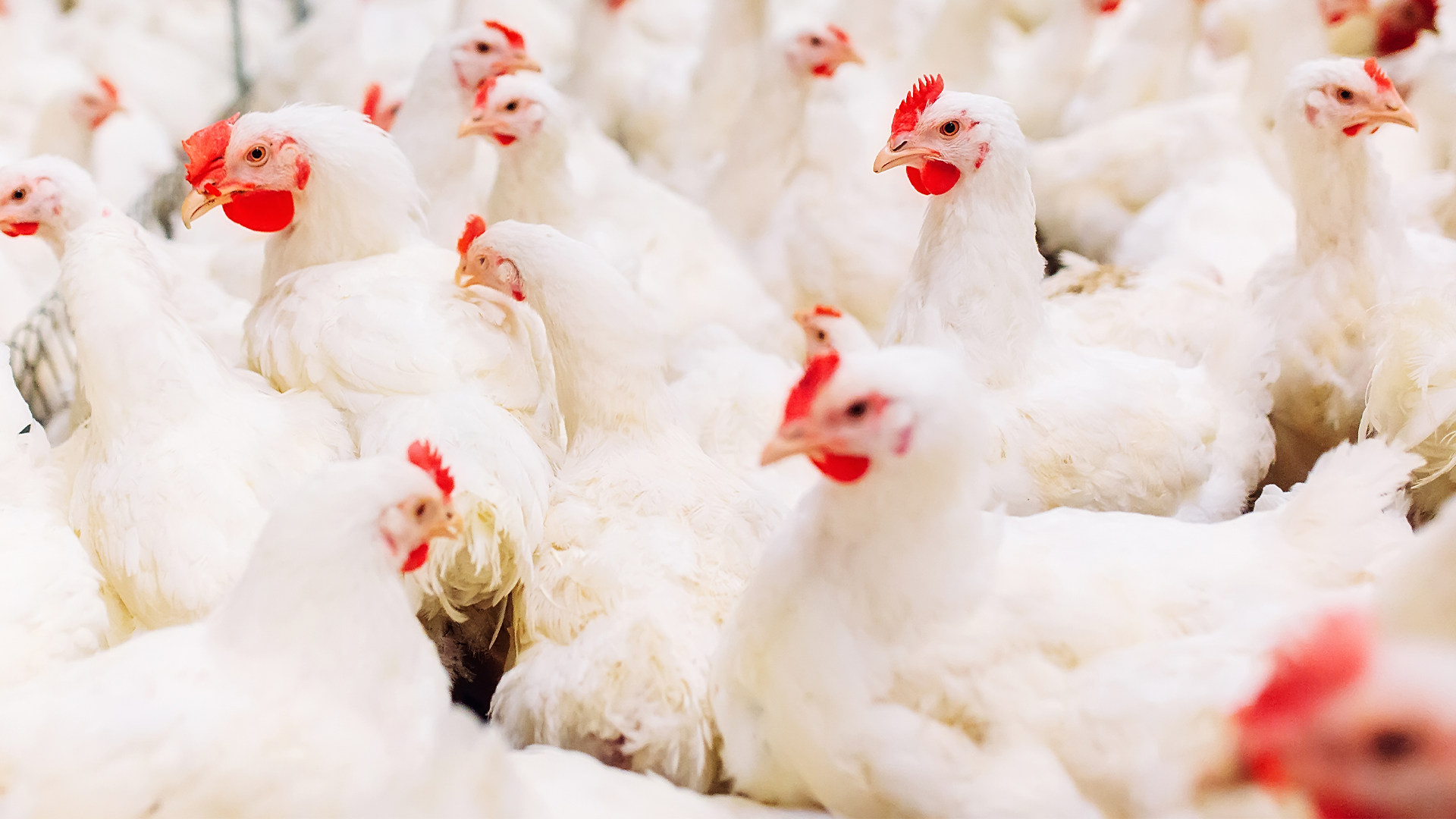 New Poultry Feed Regulations